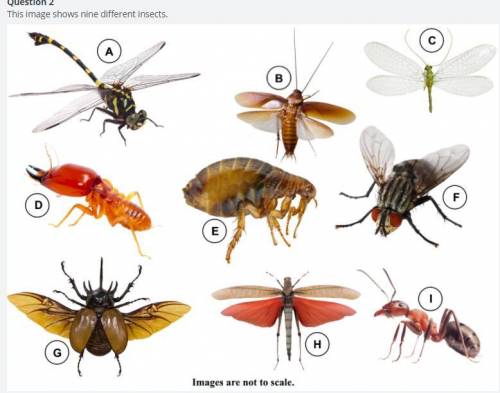 Use this dichotomous key to identify the taxonomic order of each insect. (Hint: All of the insects
