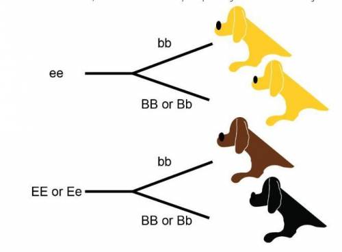 BIO HELP

In Labrador Retrievers, coat color is controlled by an epistatic gene. Examine the image