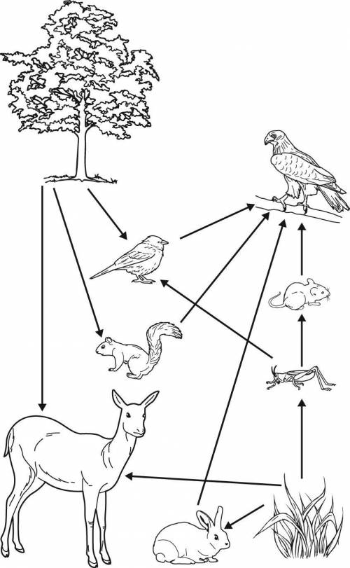 The food web shows the energy transfer between organisms in an ecosystem.

How will it most likely