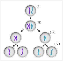 What happens after step (iv) in the diagram shown below?

DNA replication in the gametes will rest