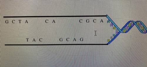 6. Below, fill in the missing bases from this DNA molecule.