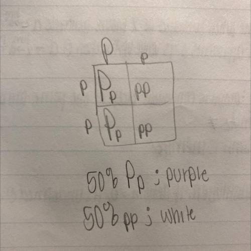 In pea plants, purple flowers (P) are dominant to white flowers (p). Make a punnet square to find th