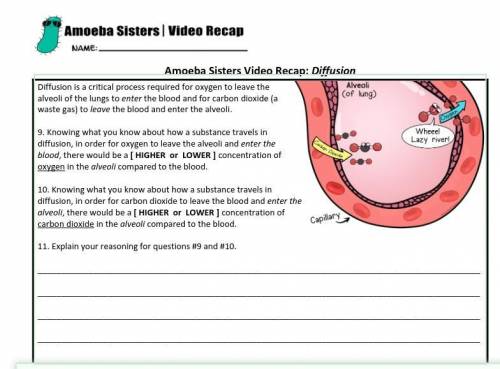Please help: amoeba sisters video recap diffusion