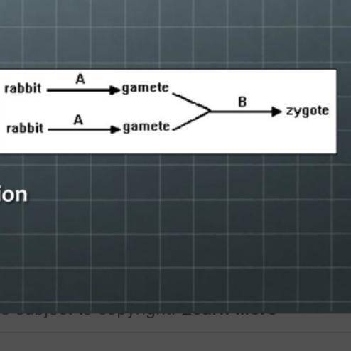 The diagram shows a sequence of events. The sequence of events from rabbits to zygote is know as