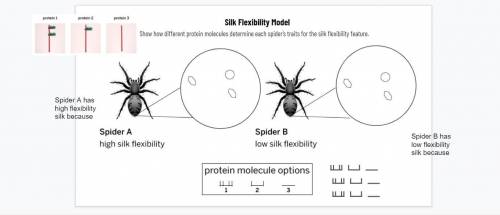Please help
Silk Flexibility Model