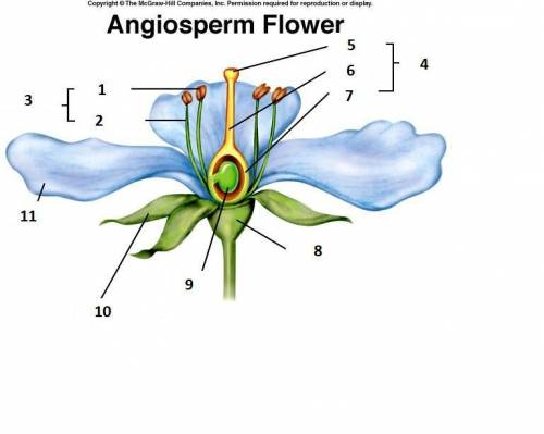 The flower structure that is labeled number 1 is .