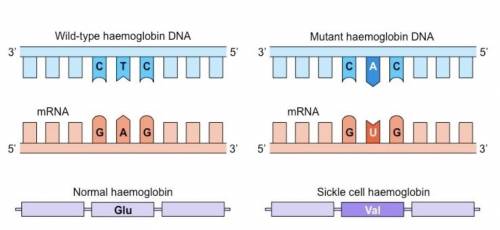 This diagram shows a mutation in part of a gene. Which of the following statements best describes w