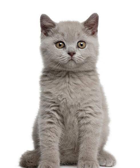THIS CAT IS SO CUTE....

BREED NAME: BRITISH SHORTHAIR THIS CAT LOOKS SO OBEDIENT AND CUTELY DUM.B