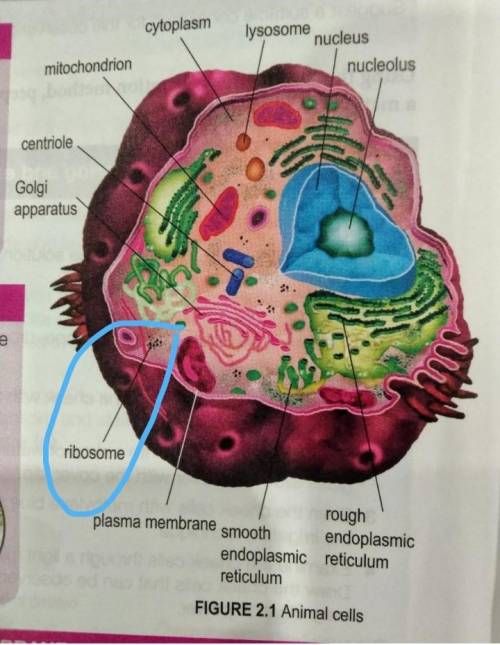 Where in the cell, are the ribosomes?​