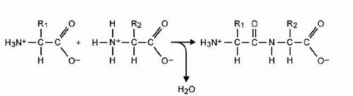 Which term describes this reactions?

addition
condensation
elimination
substitution