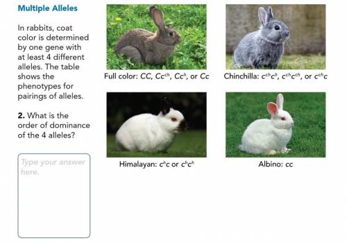 In rabbits, coat color is determined by one gene with at least 4 different alleles. The table shows