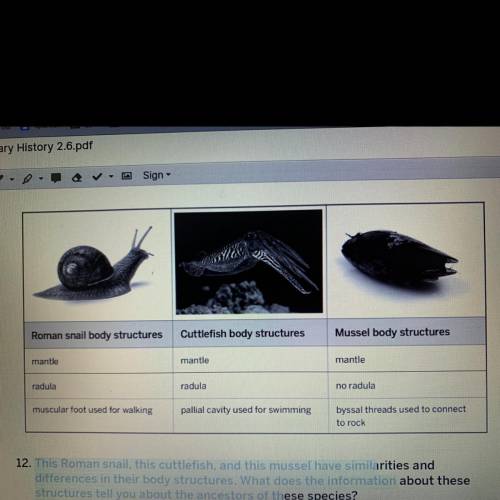 This Roman snail, this cuttlefish, and this mussel have similarities and differences in their body