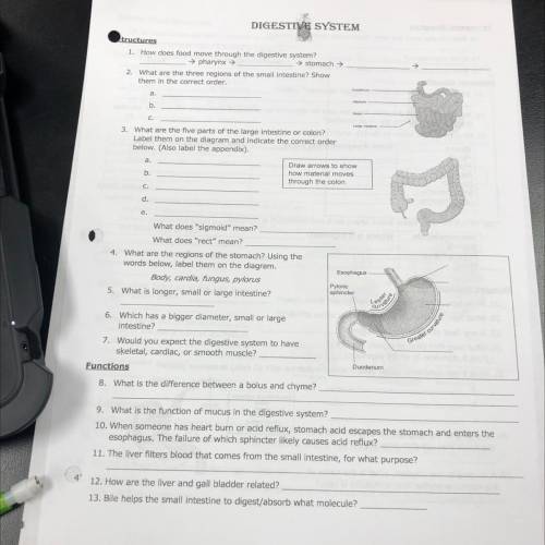 Can someone help me with this worksheet for anatomy?