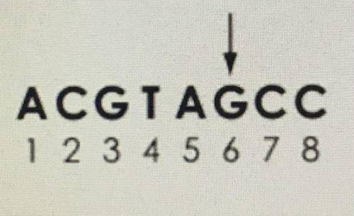A coding strand of DNA is shown.

A substitution mutation occurs at nucleotide in position six on