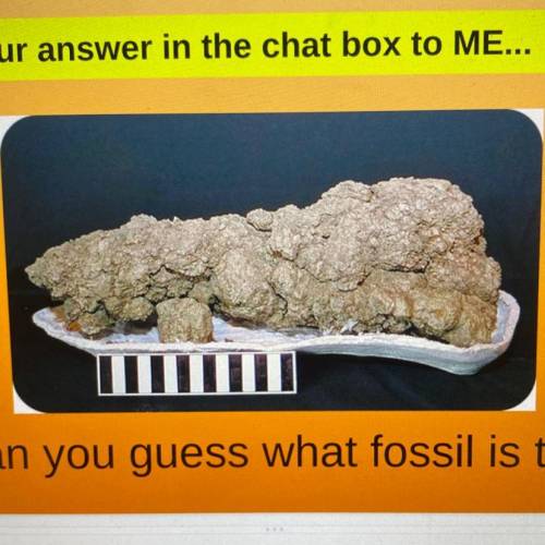 Can you guess what fossil this is?