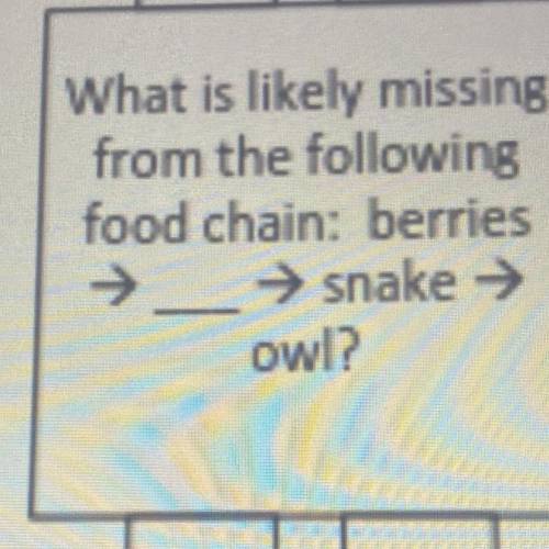 What is likely missing

from the following
food chain: 
berries→ snake →
owl?
A. Bear 
B. Mouse