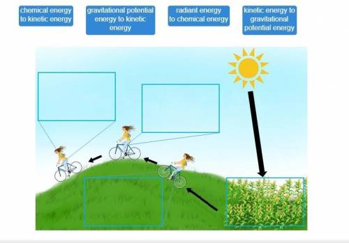 Identify the transformations of energy that take place in the diagram. Assume the girl in the diagr