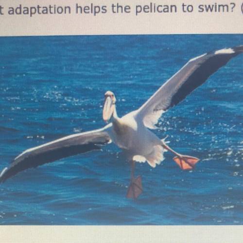 WILL GIVE BRAINLIEST!!

What adaptation helps the pelican to swim?
Big wings
Long beak
Strong legs