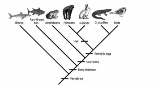 Which organism diverged first?? *
Birds
Sharks
Rabbits
Primates