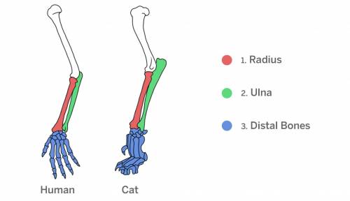 Describe all the ways in which the human arm and the cat’s front leg are similar.