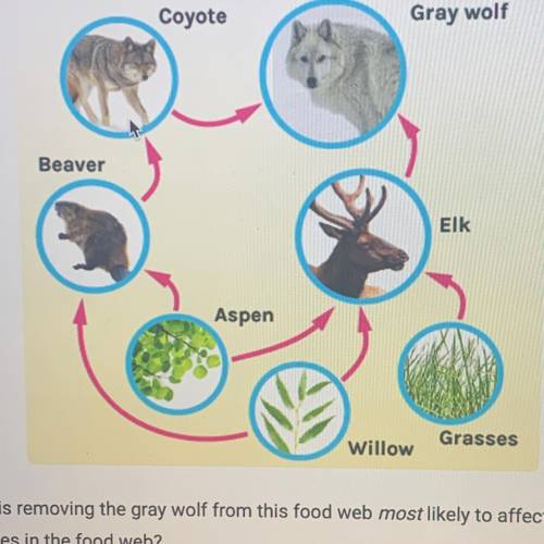 The diagram shows part of the food web in Yellowstone

National Park, Humans began removing gray w