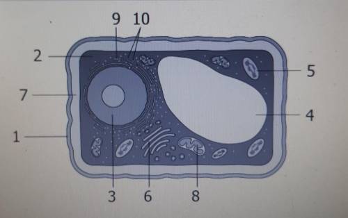 Which number best represents the mitochondria​