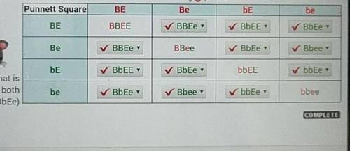 Step 3: Predict the Offspring of a Dihybrid Cross (BbEex BbEe) For each offspring genotype in the P