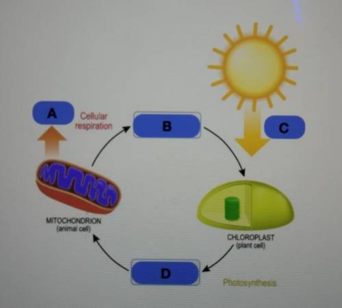 HELP!! Examine the model depicting the relationship between photosynthesis and cellular respiration