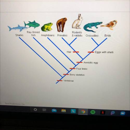 Which organisms on the cladogram do not have four limps?