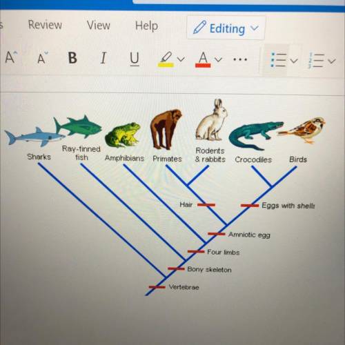 Which organism on the cladogram do not have four limps?
