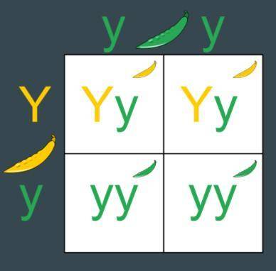 Looking at the Punnet square below, what is the probability that the offspring will have yellow pea