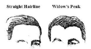 A widow’s peak is a point in the hairline in the middle of the fore head. In human’s widow’s peak i