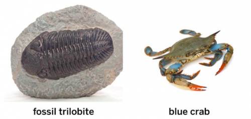 This fossil trilobite and this living blue crab both have a limb structure called a biramous limb.