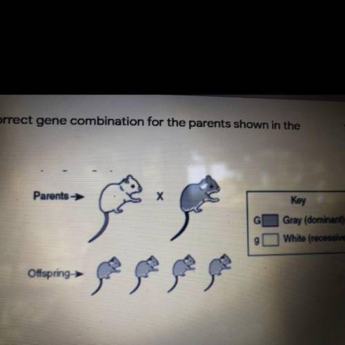 What is correct gene combination for the parents shown In diagram