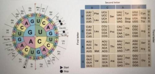 Use the codon wheel or chart to translate the mRNA

codons from your answer above into the correct