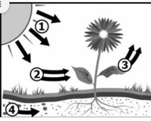What is this diagram representing?

[A] Plant reproduction
[B] Photosynthesis
[C] Cellular respira