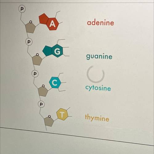 Which of the following is NOT a base found in DNA?

A. Thymine
B. Guanine
C. Adenine
D. Uracil