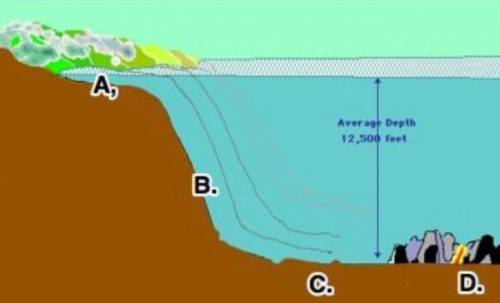 In the picture of the ocean floor, letter C marks what feature?