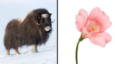 Giving brainliest lol

A musk ox and the Alstroemeria flower have physical structures and organs t