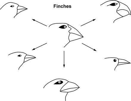 The diagram shows variations of Galápagos Island finches that formed over many generations.

What