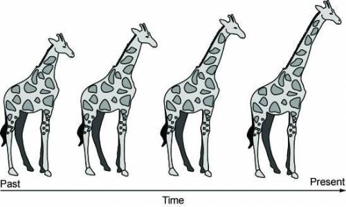 The diagram shows that many generations of genetic changes led to the modern-day giraffe.

Based o