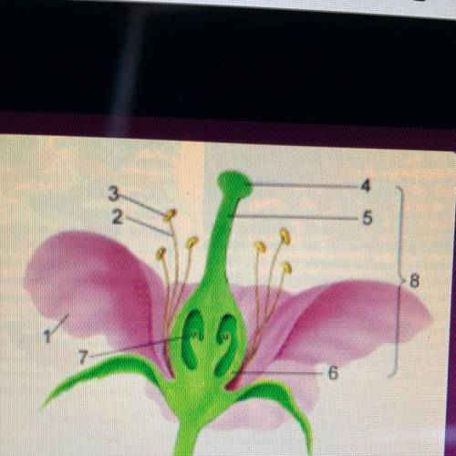 Which of the following occurs at #4?

1-pollenation
2-vegetative propagation
3-fertilization
4-gra