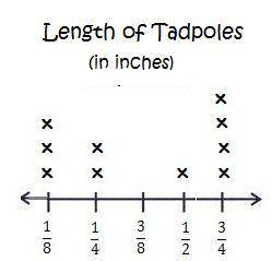 What is the total length of the tadpoles that are 1/8 inch and 1/4 inch long?

7/8 inches
5/8 inch