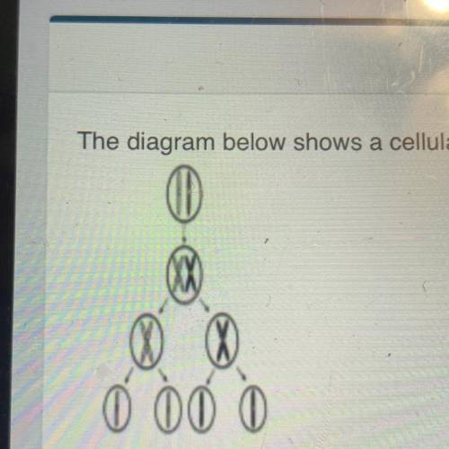 The diagram below shows a cellular process that occurs in organisms.

This process is known as:
Me