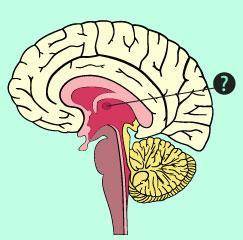 Which area is indicated in the diagram below?

The image depicts regions of the brain. The region