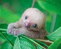 LETS TRADE! I give u 8 points for a baby animal pic or a hug pls (っ◕‿◕)っ