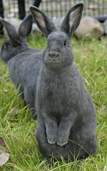 How many rabbits does it take a rabbit to get across the road to the other rabbits.

Plz like, and