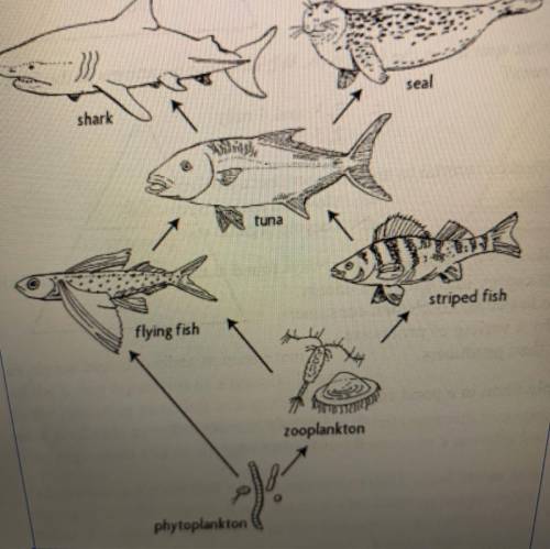 Help

1. Using the same food web above, explain why the arrows point in the direction that they do