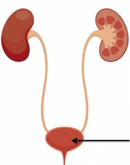 Identify the organ that the arrow is pointing to in this image.

A. Bladder
B. Heart
C. Kidneys
D.