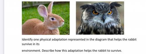 The diagrams represent a rabbit and an owl. Rabbits eat only plants and typically feed during the d